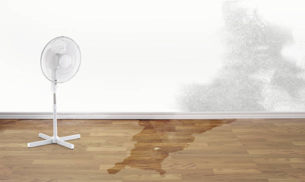 Best Mold removal after water damage  in Central City, IL